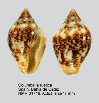 Columbella rustica.jpg - Columbella rustica(Linnaeus,1758)